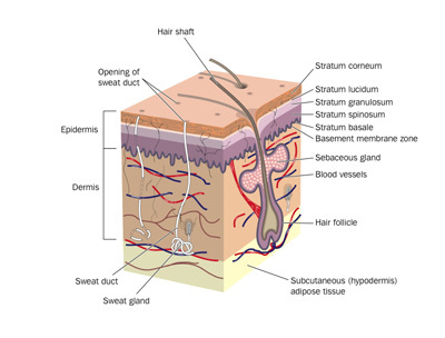 Structure Of The Skin CliniMed