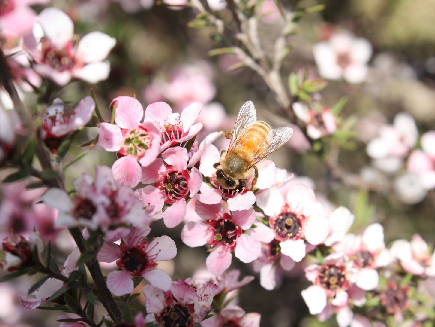 A honey bee sits on a Manuka flower bush which is covered in light pink flowers.