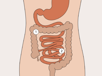 Diagram showing the small and large intestines
