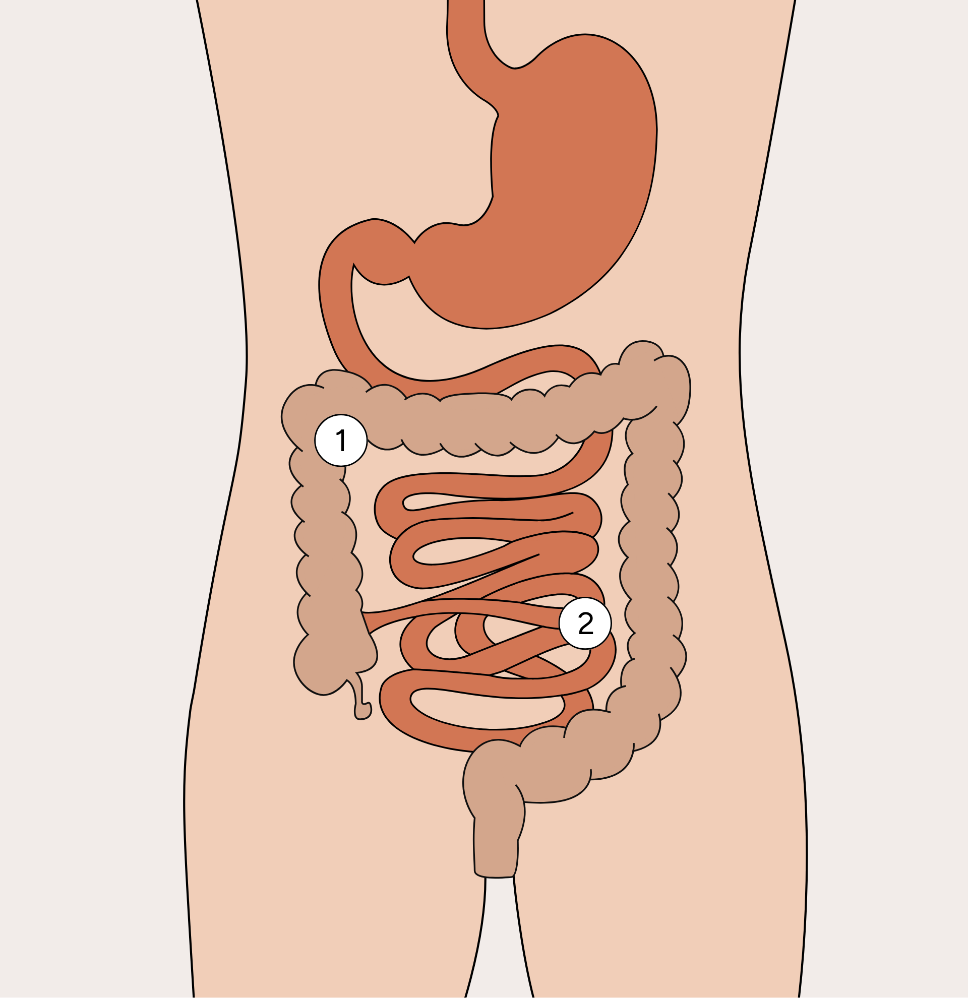 Diagram showing the small and large intestines