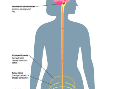 Diagram of human body showing the central nervous system and key peripheral pathways.