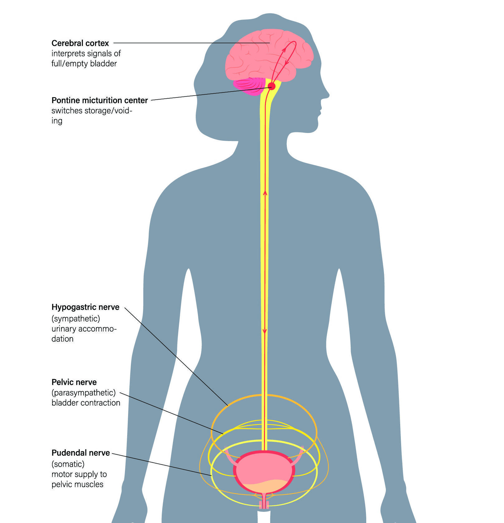 Diagram of human body showing the central nervous system and key peripheral pathways.