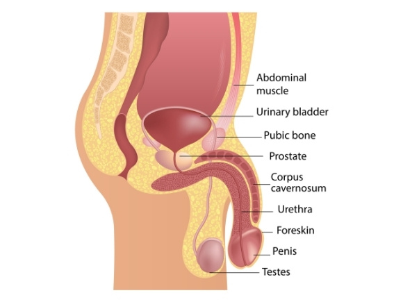 Diagram of male anatomy, showing the urethra and prostate