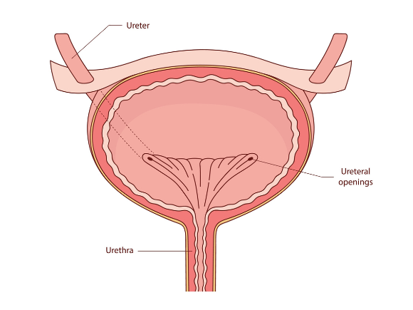 A simplified diagram of the bladder