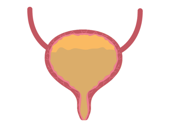 Illustration of a healthy, normal bladder