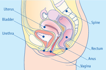 The Urinary System Diagram