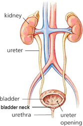 bladder anatomy and physiology